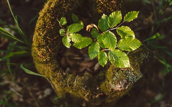 Foto: Bestattungswald Alt Madlitz, Lizenz: Bestattungswald Alt Madlitz