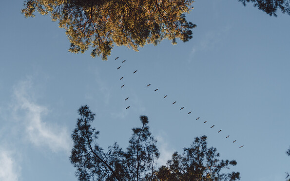 Foto: Bestattungswald Alt Madlitz, Lizenz: Bestattungswald Alt Madlitz