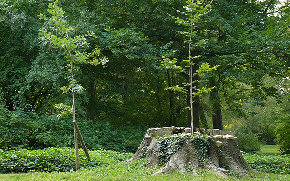 Foto: SFPM, Lizenz: SFPM