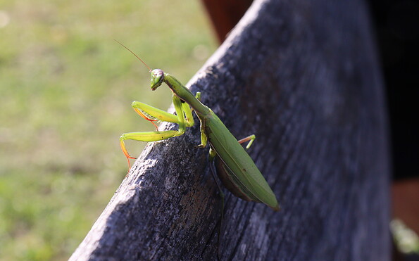 Foto: Anja Emrich, Lizenz: Anja Emrich