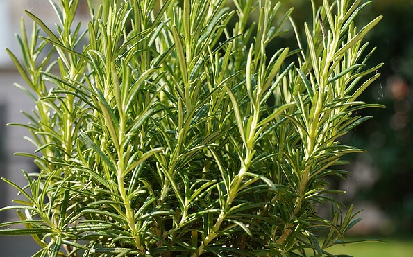 Foto: pixabay, Lizenz: pixabay