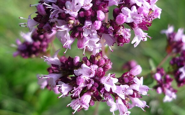 Foto: pixabay, Lizenz: pixabay