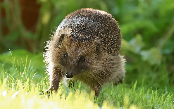 Foto: Igrid Michel, Lizenz: Igrid Michel / NABU Naturgucker