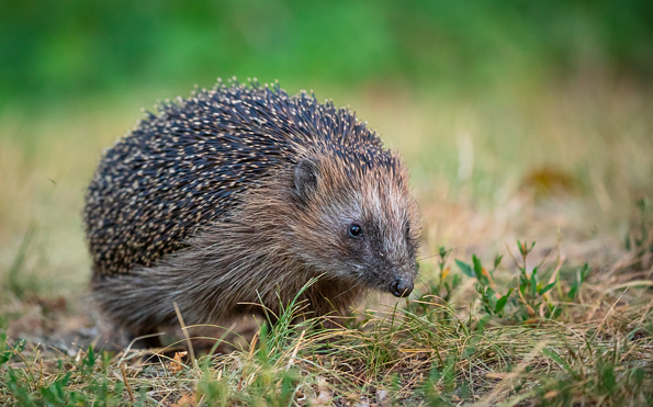 Foto: Marc Scharping, Lizenz: Marc Scharping