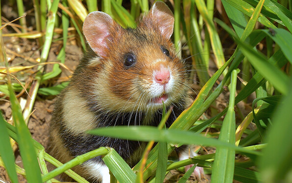 Foto: © Jens Hamann/WDR