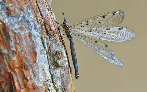 Foto: © Jens Hamann/WDR