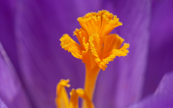 Foto: Yoksel-zok, Lizenz: Yoksel-zok / pexels