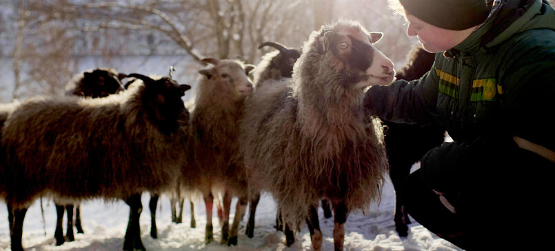 Ökofilmgespräch: „Woolly“ – Kinoabend vor dem Schafstall