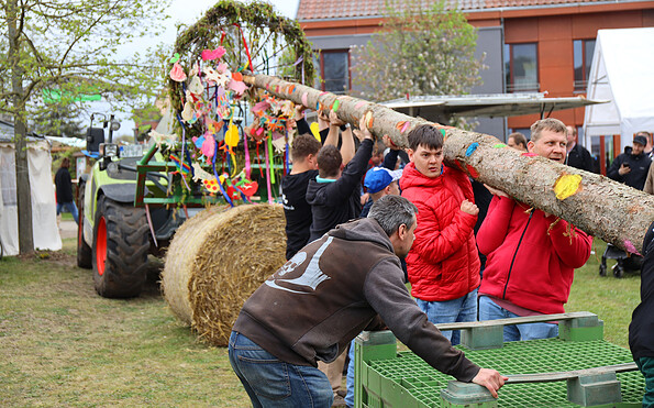 Maibaum Aufstellen Kuhhorst, Foto: Ökohof Kuhhorst, Lizenz: Ökohof Kuhhorst