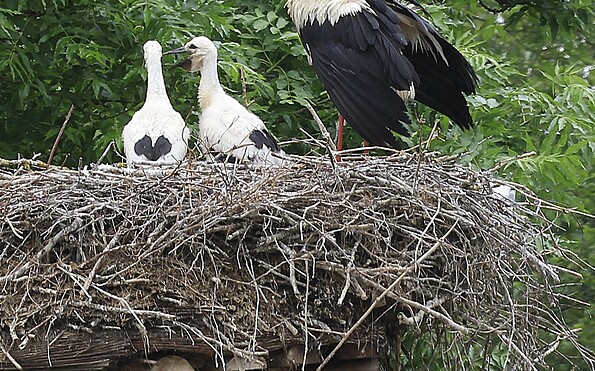 Foto: Albrecht Hanke, Lizenz: Amt Burg (Spreewald)