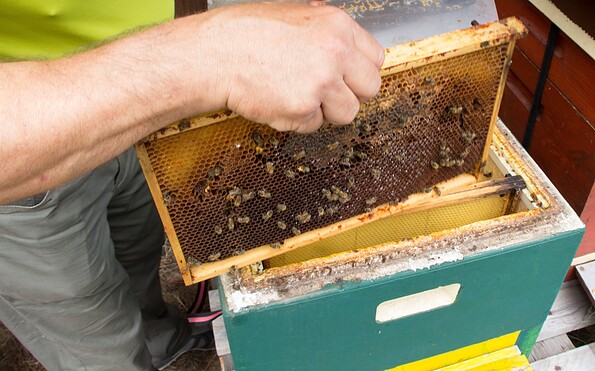 Schauimkern, Foto: Albrecht Hanke, Lizenz: Amt Burg (Spreewald)