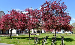 Picknickkonzert auf der Wiese