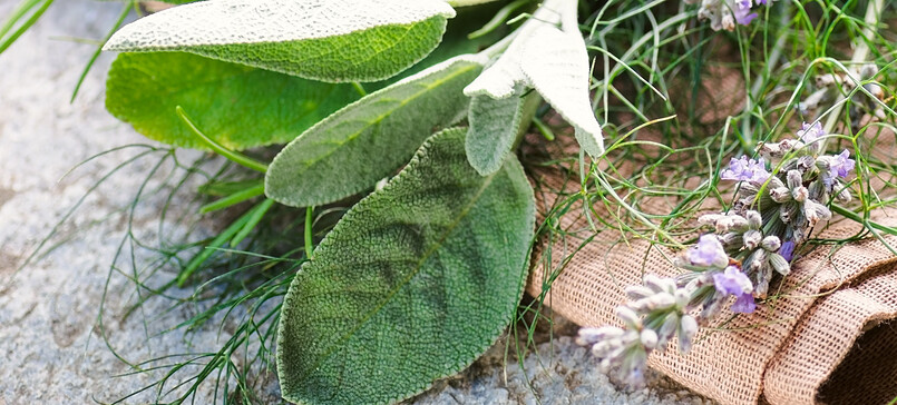 Kräuterführung: Wildkräuter und  Heilpflanzen erkennen