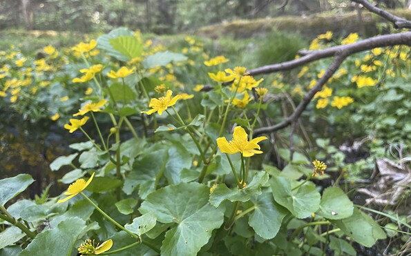Foto: T. Jarick, Lizenz: NSF Brandenburg