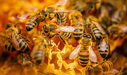 Brandenburger Landpartie: Gläserne Waldimkerei - Bienenklaus e.V.