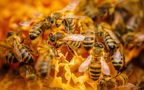 Bienen, Foto: André Wirsig, Lizenz: REGiO-Nord mbH