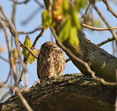 Schaf, Steinkauz, Streuobstwiese - After Work Dinner