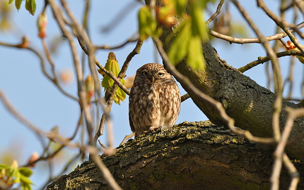 Foto: Peter Koch, Lizenz: LFV