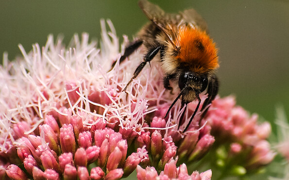 Foto: Kathy Büscher , Lizenz: NABU