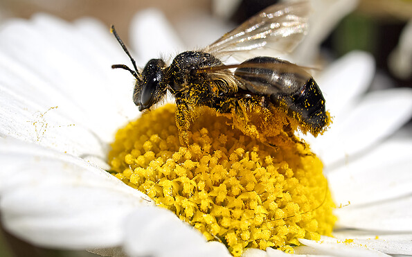 Foto: Kathy Büscher , Lizenz: NABU Rinteln