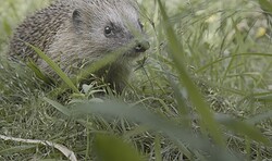 Ökofilmtour - Willkommen in der Nachbarschaft - Wilde Tiere in der Stadt