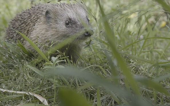 Foto: © Heiko de Groot, Terra Mater Studios