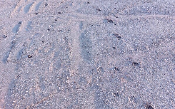 Foto: Tom Wawerek, Lizenz: Wildnisschule Walk on the Wildside