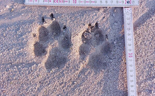 Foto: Tom Wawerek, Lizenz: Wildnisschule Walk on the Wildside