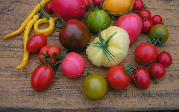 Tomaten, Foto: Fotoarchiv, Lizenz: Naturparkhaus Stechlin
