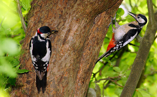 Buntspechte werden wir an diesem Vormittag sicher hören und vielleicht auch sehen können., Foto: © Dr. Wolfgang Henkel, Lizenz: Naturpark Stechlin-Ruppiner Land