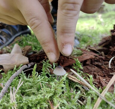 Waldstockwerke, Foto: S.Renger, Lizenz: S.Renger