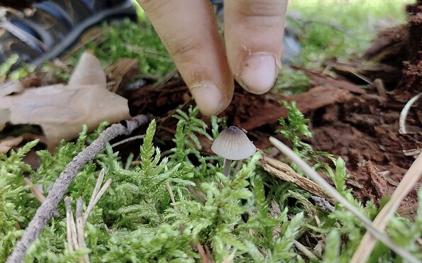 Waldstockwerke, Foto: S.Renger, Lizenz: S.Renger