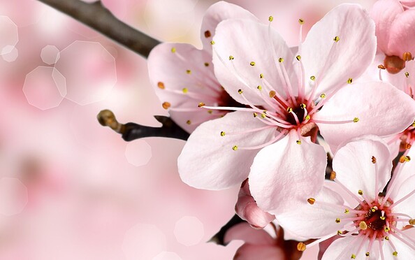 Baumblüte, Foto: canva, Lizenz: canva