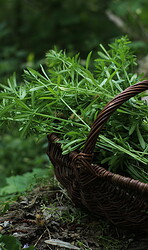Pilze und Kräuter für Pfanne und Hausapotheke