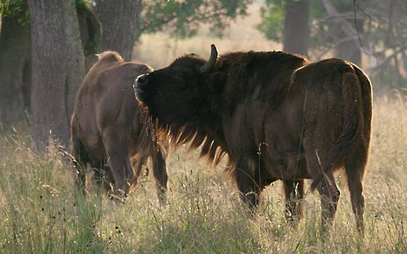 unsere Wälder, Foto: nautilusfilm, Lizenz: nautilusfilm