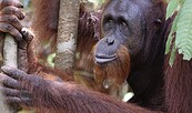 Ökofilmtour: Orang-Utans - Die unbekannten Menschenaffen