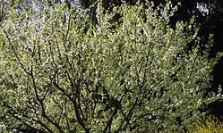 Tag des offenen Hofes > Der Kräuter- und Naturhof im Mai