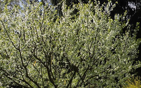 Foto: Ute Bernhardt, Lizenz: Ute Bernhardt