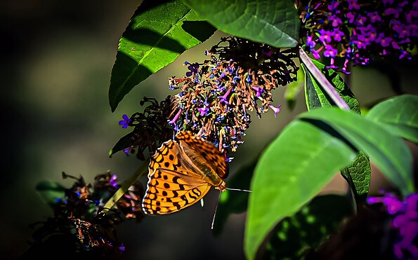 Foto: Katja Much, Lizenz: Landkreis Oberhavel