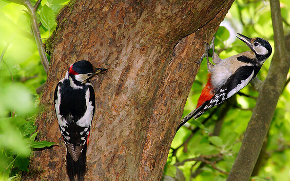 Buntspechte werden wir an diesem Vormittag sicher hören und vielleicht auch sehen können., Foto: © Dr. Wolfgang Henkel, Lizenz: Naturpark Stechlin-Ruppiner Land