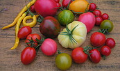 Tomaten, Foto: Fotoarchiv, Lizenz: Naturparkhaus Stechlin