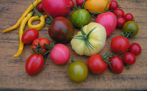 Tomaten, Foto: Fotoarchiv, Lizenz: Naturparkhaus Stechlin