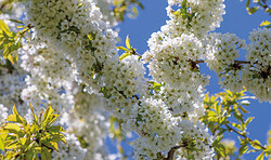 Blütencafé am Treffpunkt Werder H.