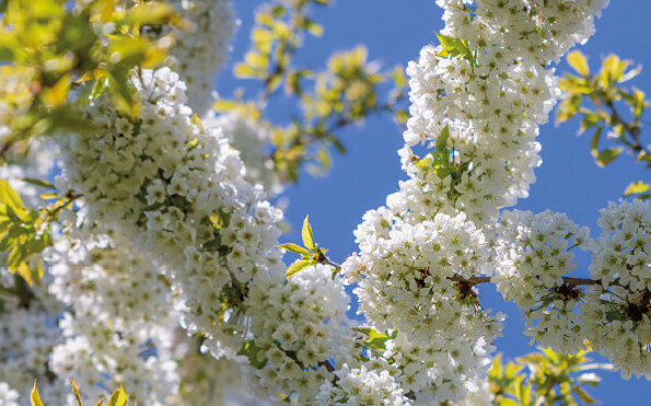 Foto: Seniorenbeirat Werder (Havel), Lizenz: Seniorenbeirat Werder (Havel)