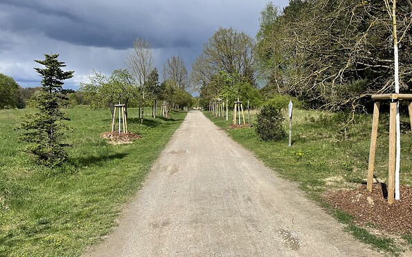 Langerönner1, Foto: Thomas Andrezak, Lizenz: Thomas Andrezak