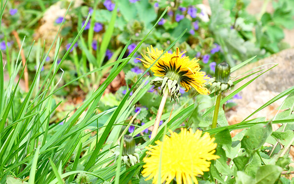 Foto: Denise Rose, Lizenz: Denise Rose