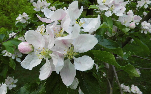 Foto: Utre Bernhardt, Lizenz: Ute Bernhardt