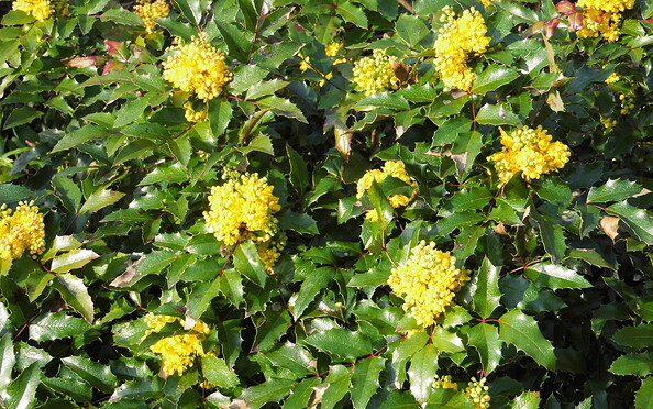 Foto: Ute Bernhardt, Lizenz: Ute Bernhardt