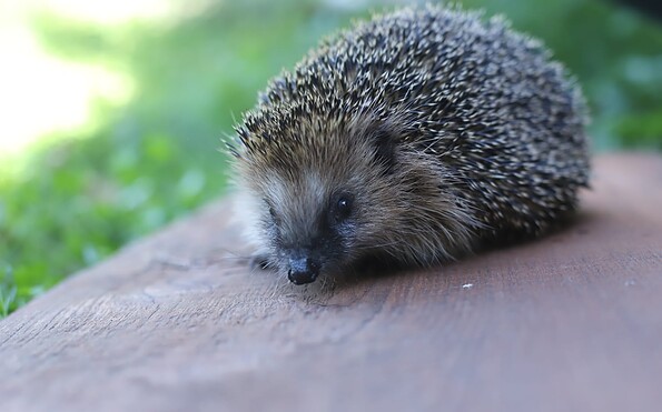 Foto: Stachelkugel e.V., Lizenz: Stachelkugel e.V.