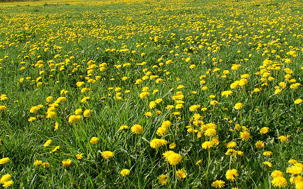 Foto: CorporateArt-Natur, Lizenz: TVP